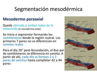 Segmentación mesodérmica
Mesodermo paraaxial
Queda ubicado a ambos lados de la
notocorda (o mesodermo axial)
Se inicia a segmentar formando los
somitómeros desde la región rostral. Los
primeros 7 pares no se diferencian en
somitas reales
Para el día 20° post-fecundación, el 8vo par
de somitómeros se diferencia en somita. A
partir de ahí, cada día se forman 2 a 3
pares de somitas hasta completar 42 a 44
pares
 