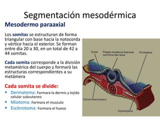 Segmentación mesodérmica
Mesodermo paraaxial
Los somitas se estructuran de forma
triangular con base hacia la notocorda
y vértice hacia el exterior. Se forman
entre día 20 a 30, en un total de 42 a
44 somitas.
Cada somita corresponde a la división
metamérica del cuerpo y formará las
estructuras correspondientes a su
metámera
Cada somita se divide:
 Dermatoma: Formara la dermis y tejido
celular subcutaneo
 Miotoma: Formara el musculo
 Esclerotoma: Formara el hueso
 