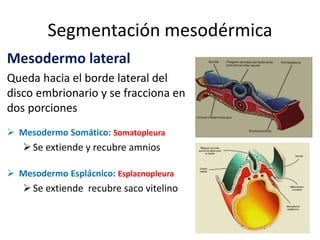 Segmentación mesodérmica
Mesodermo lateral
Queda hacia el borde lateral del
disco embrionario y se fracciona en
dos porciones
 Mesodermo Somático: Somatopleura
Se extiende y recubre amnios
 Mesodermo Esplácnico: Esplacnopleura
Se extiende recubre saco vitelino
 