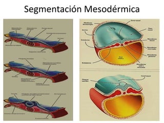 Segmentación Mesodérmica
 