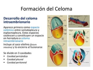 Formación del Celoma
Desarrollo del celoma
intraembrionario
Aparece primero como espacio
celómico entre somatopleura y
esplacnopleura. Estos espacios
coalescen y constituyen un espacio
en herradura o celoma
intraembrionario
Incluye al saco vitelino (futuro
intestino) y lo encierra al fusionarse
Se divide en 3 cavidades
 Cavidad pericárdica
 Cavidad pleural
 Cavidad peritoneal
 