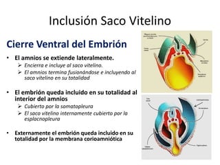 Inclusión Saco Vitelino
Cierre Ventral del Embrión
• El amnios se extiende lateralmente.
 Encierra e incluye al saco vitelino.
 El amnios termina fusionándose e incluyendo al
saco vitelino en su totalidad
• El embrión queda incluido en su totalidad al
interior del amnios
 Cubierto por la somatopleura
 El saco vitelino internamente cubierto por la
esplacnopleura
• Externamente el embrión queda incluido en su
totalidad por la membrana corioamniótica
corioamnios
 