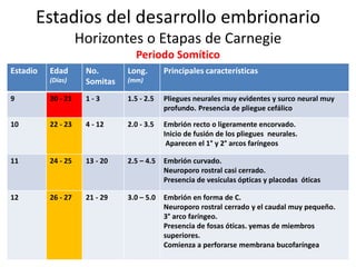 Estadios del desarrollo embrionario
Horizontes o Etapas de Carnegie
Periodo Somítico
Estadio Edad
(Días)
No.
Somitas
Long.
(mm)
Principales características
9 20 - 21 1 - 3 1.5 - 2.5 Pliegues neurales muy evidentes y surco neural muy
profundo. Presencia de pliegue cefálico
10 22 - 23 4 - 12 2.0 - 3.5 Embrión recto o ligeramente encorvado.
Inicio de fusión de los pliegues neurales.
Aparecen el 1° y 2° arcos faríngeos
11 24 - 25 13 - 20 2.5 – 4.5 Embrión curvado.
Neuroporo rostral casi cerrado.
Presencia de vesículas ópticas y placodas óticas
12 26 - 27 21 - 29 3.0 – 5.0 Embrión en forma de C.
Neuroporo rostral cerrado y el caudal muy pequeño.
3° arco faríngeo.
Presencia de fosas óticas. yemas de miembros
superiores.
Comienza a perforarse membrana bucofaríngea
 
