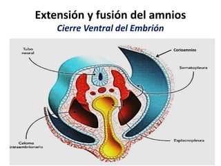 Extensión y fusión del amnios
Cierre Ventral del Embrión
Corioamnios
 