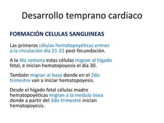 Desarrollo temprano cardiaco
FORMACIÓN CELULAS SANGUINEAS
Las primeras células hematopoyéticas entran
a la circulación día 21-22 post-fecundación.
A la 4ta semana estas células migran al hígado
fetal, e inician hematopoyesis el día 30.
También migran al bazo donde en el 2do
trimestre van a iniciar hematopoyesis.
Desde el hígado fetal células madre
hematopoyéticas migran a la medula ósea
donde a partir del 2do trimestre inician
hematopoyesis.
 