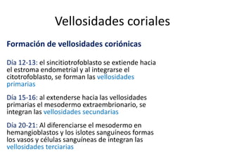 Vellosidades coriales
Formación de vellosidades coriónicas
Día 12-13: el sincitiotrofoblasto se extiende hacia
el estroma endometrial y al integrarse el
citotrofoblasto, se forman las vellosidades
primarias
Día 15-16: al extenderse hacia las vellosidades
primarias el mesodermo extraembrionario, se
integran las vellosidades secundarias
Día 20-21: Al diferenciarse el mesodermo en
hemangioblastos y los islotes sanguíneos formas
los vasos y células sanguíneas de integran las
vellosidades terciarias
 
