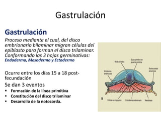 Gastrulación
Gastrulación
Proceso mediante el cual, del disco
embrionario bilaminar migran células del
epiblasto para forman el disco trilaminar.
Conformando las 3 hojas germinativas:
Endodermo, Mesodermo y Ectodermo
Ocurre entre los días 15 a 18 post-
fecundación
Se dan 3 eventos
 Formación de la línea primitiva
 Constitución del disco trilaminar
 Desarrollo de la notocorda.
 