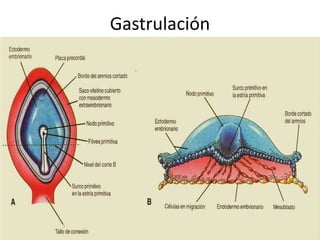 Gastrulación
 