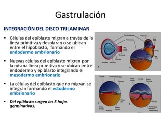 Gastrulación
INTEGRACIÓN DEL DISCO TRILAMINAR
 Células del epiblasto migran a través de la
línea primitiva y desplazan o se ubican
entre el hipoblasto, formando el
endodermo embrionario
 Nuevas células del epiblasto migran por
la misma línea primitiva y se ubican entre
endodermo y epiblasto integrando el
mesodermo embrionario
 La células del epiblasto que no migran se
integran formando el ectodermo
embrionario
 Del epiblasto surgen las 3 hojas
germinativas.
 