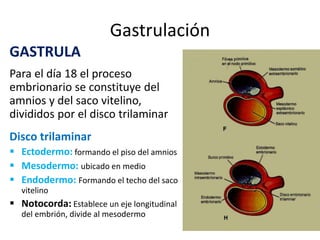 Gastrulación
GASTRULA
Para el día 18 el proceso
embrionario se constituye del
amnios y del saco vitelino,
divididos por el disco trilaminar
Disco trilaminar
 Ectodermo: formando el piso del amnios
 Mesodermo: ubicado en medio
 Endodermo: Formando el techo del saco
vitelino
 Notocorda: Establece un eje longitudinal
del embrión, divide al mesodermo
 