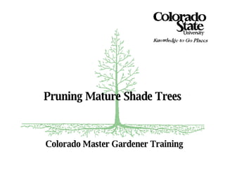 Colorado Master Gardener Training Pruning Mature Shade Trees 