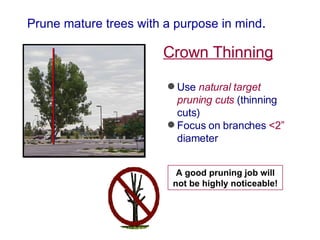 Prune mature trees with a purpose in mind . Crown Thinning Use  natural target pruning cuts  (thinning cuts) Focus on branches  <2”  diameter   A good pruning job will not be highly noticeable! 