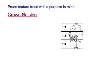 Prune mature trees with a purpose in mind. Crown Raising 