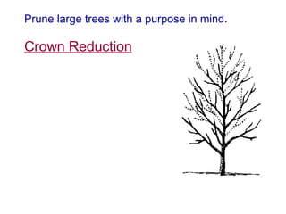 Prune large trees with a purpose in mind. Crown Reduction 