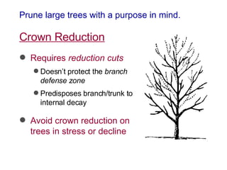 Prune large trees with a purpose in mind. Crown Reduction Requires  reduction cuts Doesn’t protect the  branch defense zone Predisposes branch/trunk to internal decay Avoid crown reduction on trees in stress or decline 