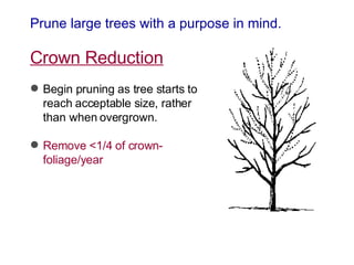 Prune large trees with a purpose in mind. Crown Reduction Begin pruning as tree starts to reach acceptable size, rather than when overgrown. Remove <1/4 of crown-foliage/year 
