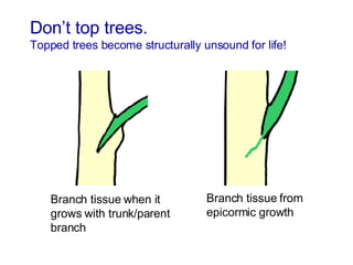 Don’t top trees. Topped trees become structurally unsound for life! Branch tissue when it grows with trunk/parent branch Branch tissue from epicormic growth 