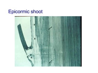 Epicormic shoot 
