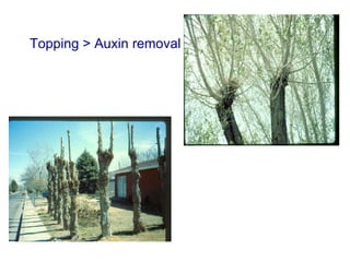 Topping > Auxin removal 
