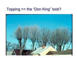 Topping >> the “Don King” look? 