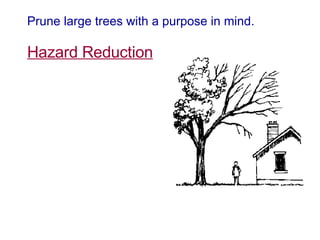 Prune large trees with a purpose in mind. Hazard Reduction 