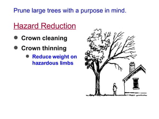 Prune large trees with a purpose in mind. Hazard Reduction Crown cleaning Crown thinning Reduce weight on  hazardous limbs 