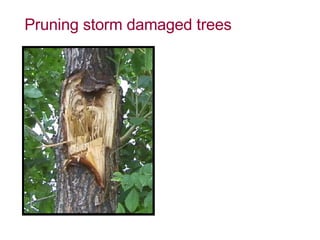 Pruning storm damaged trees 