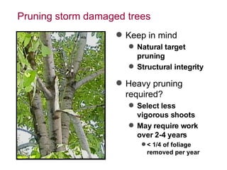 Pruning storm damaged trees Keep in mind Natural target pruning Structural integrity Heavy pruning required? Select less vigorous shoots May require work over 2-4 years < 1/4 of foliage removed per year 
