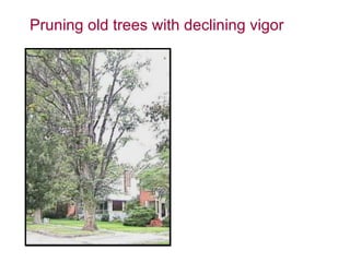 Pruning old trees with declining vigor 