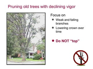 Pruning old trees with declining vigor Focus on Weak and failing branches Lowering crown over time Do NOT “top” 