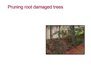 Pruning root damaged trees 