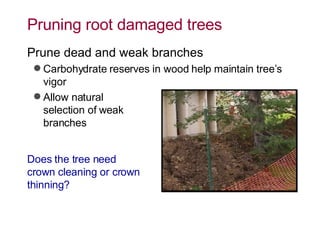 Pruning root damaged trees Prune dead and weak branches Carbohydrate reserves in wood help maintain tree’s vigor Allow natural  selection of weak  branches Does the tree need  crown cleaning or crown thinning? 