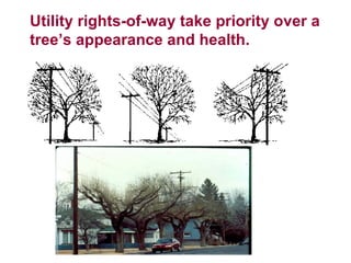 Utility rights-of-way take priority over a tree’s appearance and health. 