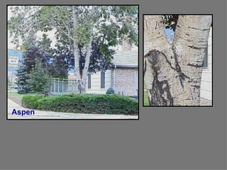 Aspen 