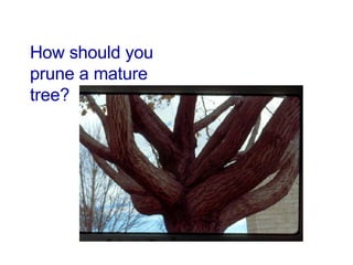 How should you prune a mature tree? 