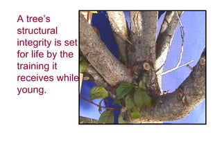A tree’s structural integrity is set for life by the training it receives while young. 