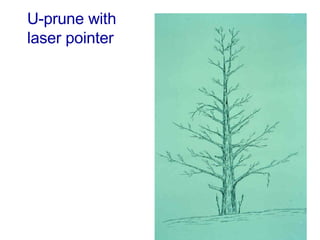 U-prune with  laser pointer 