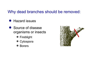 Why dead branches should be removed: Hazard issues  Source of disease organisms or insects Fireblight Cytospora Borers 