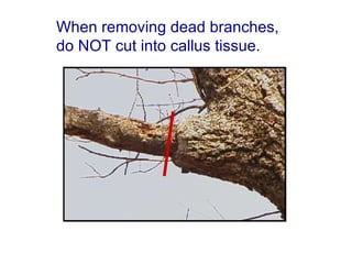 When removing dead branches, do NOT cut into callus tissue. 