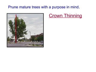 Prune mature trees with a purpose in mind . Crown Thinning 