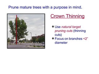 Prune mature trees with a purpose in mind . Crown Thinning Use  natural target pruning cuts  (thinning cuts) Focus on branches  <2”  diameter   