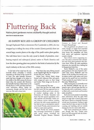 NATIVE PEOPLE ----------------------------------------------------------------------------------------------------------------------------------------------------------------------- { In bloom
Fluttering Back
WRITTEN BY MADELINE BODIN
Native plant gardeners revive a butterfly thought extinct
AS SANDY KOI LED A GROUP OF CHILDREN
through Esplanade Park in downtown Fort Lauderdale in 2001, she was
wrapped up in telling the story of the coontie (Zamia pumila); there are
several large coontie plants at the edge of the park's native plant garden.
She told them how it was the only cycad (a family of primitive, cone-
bearing tropical and subtropical plants) native to North America and
how the slow-growing plant was pushed to the brink of extinction by the
starch industry at the turn of the 20th century.
In the back of her mind was the rare
butterfly whose caterpillar is entirely
dependent on the leaves of the coontie for
its food. The atala butterfly (Eumaeus
atala) had been thought to be extinct in
the middle of the 20th century. Its fortune
faded when the coontie's did. However,
the butterfly had been rediscovered in the
Florida Keys in 1979, and there had been
some restoration efforts. Atalas are
uncommon, though, and Koi had never
seen one. She took a closer look. -
N
III
o
z
-e
z
0:
III
:t-
~LL.
o
>-
VI
III
I-
0:
:l
ou
o ,.
b:t0..
"And there they were, flitting around
in the dappled light like the winged jew-
els that they are," says Koi.
Atalas have velvety black wings
frosted with iridescent blue and green,
with orange-red spots on their wings
and bodies. Their wings are the size of
a quarter.
"I was entranced," Koi says.
Since that day, Koi has made atalas
her life's work. She has organized two re-
introduction efforts and is now a doctor-
al student studying atalas at the
University of Florida. Scientists now
know that this species' population natu-
rally explodes and dwindles. Atalas can-
not, however, survive without coonties,
and since the wild coontie population all
but died out just as development explod-
ed in South Florida, atala restoration has
relied on native plant gardens.
South Florida has several programs
that encourage homeowners to garden
with native plants, including the
Fairchild Tropical Botanic Garden's
Connect to Protect and Broward
County's NatureScape.
Not all gardeners are pleased to see
atalas, though, no matter how imperiled
or colorful they are. When their popula-
tions boom,the caterpillars can chew
both native and expensive imported
cycads to shreds.
Part of Koi's work is organizing res-
cues. She places unwanted atala caterpil-
lars with native plant gardeners who wel-
come them. When the atala population
plummets, she typically has a waiting list
of disappointed atala fans.
Karen Malkoff is one of the native
plant gardeners who have fostered a relo-
cated atala colony, Malkoff's yard has
dozens of the shrubby, fern-leaved coon-
tie plants tucked under palms and citrus
trees, but the payoff was not immediate.
"I had coonties for years before I saw my
first atala," Malkoff says.
After meeting Koi at a butterfly event
at the Fairchild, Malkoff was not sur-
prised to get a call and later find Koi on
her doorstep with a small plastic contain-
er filled with coontie leaves and homeless
atala caterpillars.
Koi's most recent project is researching
basic information about the atala: How
long do its eggs take to hatch? How many
days does it spend as a butterfly? Previous
records were inconsistent. Getting it right
means that Koi's days are spent in the lab,
counting and watching, and not outside
sharing her love for nature with others.
That hasn't dampened her enthusi-
asm, though. She says, "Twelve years
later, I am still entranced with the butter-
fly and the plant." ~
WILDFLOWER· SUMMER 2013 29
 
