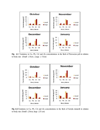 Fig 4.1 Variations in Cu, Pb, Cd and Zn concentrations in the flesh of Pteroscion peli in relation
to body size (Small ≤14cm , Large ≥ 15cm)
Fig 4.2.Variations in Cu, Pb, Cd and Zn concentrations in the flesh of Seriola dumerili in relation
to body size (Small ≤24cm, large ≥25 cm)
 