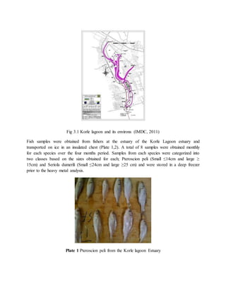 Fig 3.1 Korle lagoon and its environs (IMDC, 2011)
Fish samples were obtained from fishers at the estuary of the Korle Lagoon estuary and
transported on ice in an insulated chest (Plate 1,2). A total of 8 samples were obtained monthly
for each species over the four months period. Samples from each species were categorized into
two classes based on the sizes obtained for each; Pteroscion peli (Small ≤14cm and large ≥
15cm) and Seriola dumerili (Small ≤24cm and large ≥25 cm) and were stored in a deep freezer
prior to the heavy metal analysis.
Plate 1 Pteroscion peli from the Korle lagoon Estuary
 