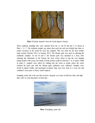 Plate 2 Seriola dumerili from the Korle lagoon Estuary
Three sediment sampling sites were selected from site A, site B and site C as shown in
Plate 1, 2, 3. The sediment sample was taken from each site and was divided into three to
ensure accuracy in the result for each site sampled. This was done for the four months
study period; October 2011 to January 2012. The Ekman grab was used in collecting the
sediments samples. At site B and C the Ekman grab was mounted in a boat, after
releasing the instrument to the bottom the boat owner dived to trip the over lapping
spring loaded with scoop, the depth of both portion could be between 1 to 4 meters whilst
at point C, samples were taken by walking into the water to points where the water
reached the knee and with the Ekman grab sediments were collected. Samples were
stored in plastic bottles and packaged in plastic bags and were kept in a cool, dry and
ventilated room prior to heavy metal analysis.
Sampling point (A) is the area that receives frequent sea water at both low tides and high
tides with no rock deposited on both side.
Plate 3 Sampling point (A)
 