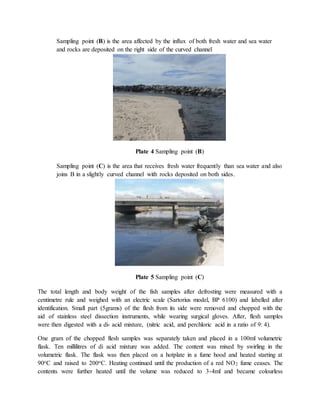 Sampling point (B) is the area affected by the influx of both fresh water and sea water
and rocks are deposited on the right side of the curved channel
Plate 4 Sampling point (B)
Sampling point (C) is the area that receives fresh water frequently than sea water and also
joins B in a slightly curved channel with rocks deposited on both sides.
Plate 5 Sampling point (C)
The total length and body weight of the fish samples after defrosting were measured with a
centimetre rule and weighed with an electric scale (Sartorius model, BP 6100) and labelled after
identification. Small part (5grams) of the flesh from its side were removed and chopped with the
aid of stainless steel dissection instruments, while wearing surgical gloves. After, flesh samples
were then digested with a di- acid mixture, (nitric acid, and perchloric acid in a ratio of 9: 4).
One gram of the chopped flesh samples was separately taken and placed in a 100ml volumetric
flask. Ten millilitres of di acid mixture was added. The content was mixed by swirling in the
volumetric flask. The flask was then placed on a hotplate in a fume hood and heated starting at
90oC and raised to 200oC. Heating continued until the production of a red NO2 fume ceases. The
contents were further heated until the volume was reduced to 3-4ml and became colourless
 