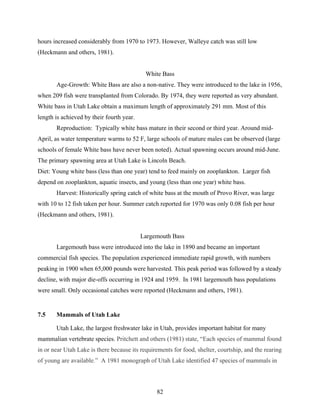 82
hours increased considerably from 1970 to 1973. However, Walleye catch was still low
(Heckmann and others, 1981).
White Bass
Age-Growth: White Bass are also a non-native. They were introduced to the lake in 1956,
when 209 fish were transplanted from Colorado. By 1974, they were reported as very abundant.
White bass in Utah Lake obtain a maximum length of approximately 291 mm. Most of this
length is achieved by their fourth year.
Reproduction: Typically white bass mature in their second or third year. Around mid-
April, as water temperature warms to 52 F, large schools of mature males can be observed (large
schools of female White bass have never been noted). Actual spawning occurs around mid-June.
The primary spawning area at Utah Lake is Lincoln Beach.
Diet: Young white bass (less than one year) tend to feed mainly on zooplankton. Larger fish
depend on zooplankton, aquatic insects, and young (less than one year) white bass.
Harvest: Historically spring catch of white bass at the mouth of Provo River, was large
with 10 to 12 fish taken per hour. Summer catch reported for 1970 was only 0.08 fish per hour
(Heckmann and others, 1981).
Largemouth Bass
Largemouth bass were introduced into the lake in 1890 and became an important
commercial fish species. The population experienced immediate rapid growth, with numbers
peaking in 1900 when 65,000 pounds were harvested. This peak period was followed by a steady
decline, with major die-offs occurring in 1924 and 1959. In 1981 largemouth bass populations
were small. Only occasional catches were reported (Heckmann and others, 1981).
7.5 Mammals of Utah Lake
Utah Lake, the largest freshwater lake in Utah, provides important habitat for many
mammalian vertebrate species. Pritchett and others (1981) state, “Each species of mammal found
in or near Utah Lake is there because its requirements for food, shelter, courtship, and the rearing
of young are available.” A 1981 monograph of Utah Lake identified 47 species of mammals in
 