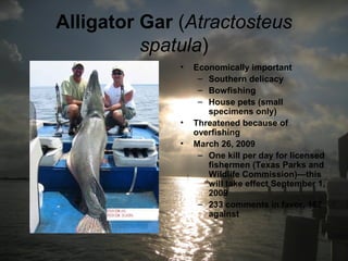 Alligator Gar (Atractosteus
spatula)
• Economically important
– Southern delicacy
– Bowfishing
– House pets (small
specimens only)
• Threatened because of
overfishing
• March 26, 2009
– One kill per day for licensed
fishermen (Texas Parks and
Wildlife Commission)—this
will take effect September 1,
2009
– 233 comments in favor, 167
against
 