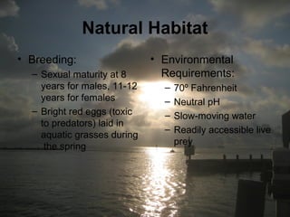 Natural Habitat
• Breeding:
– Sexual maturity at 8
years for males, 11-12
years for females
– Bright red eggs (toxic
to predators) laid in
aquatic grasses during
the spring
• Environmental
Requirements:
– 70º Fahrenheit
– Neutral pH
– Slow-moving water
– Readily accessible live
prey
 