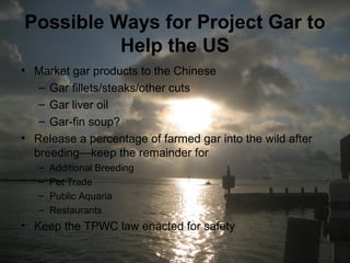 Possible Ways for Project Gar to
Help the US
• Market gar products to the Chinese
– Gar fillets/steaks/other cuts
– Gar liver oil
– Gar-fin soup?
• Release a percentage of farmed gar into the wild after
breeding—keep the remainder for
– Additional Breeding
– Pet Trade
– Public Aquaria
– Restaurants
• Keep the TPWC law enacted for safety
 